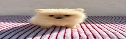 Pomerania perros en venta: Lulu Pomerania toy  - Anuncio 6