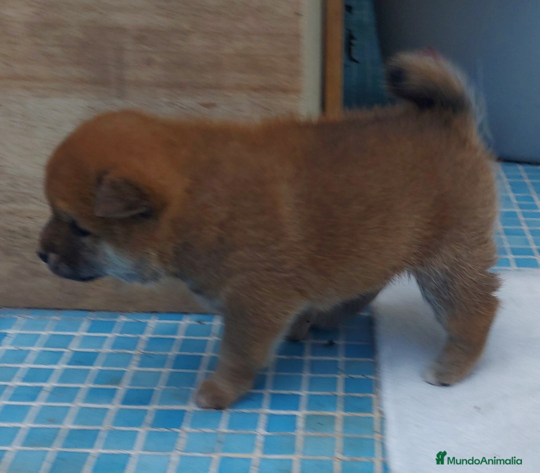 Shiba Inu perros en venta: CRIA FAMILIAR SHIBA INU - Anuncio 3