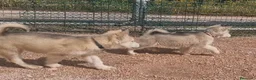 Alaskan Malamute perros en venta: Hembras de Alaskan Malamute  - Anuncio 8