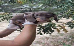Teckel Miniatura perros en venta: Teckels  - Imagen 2