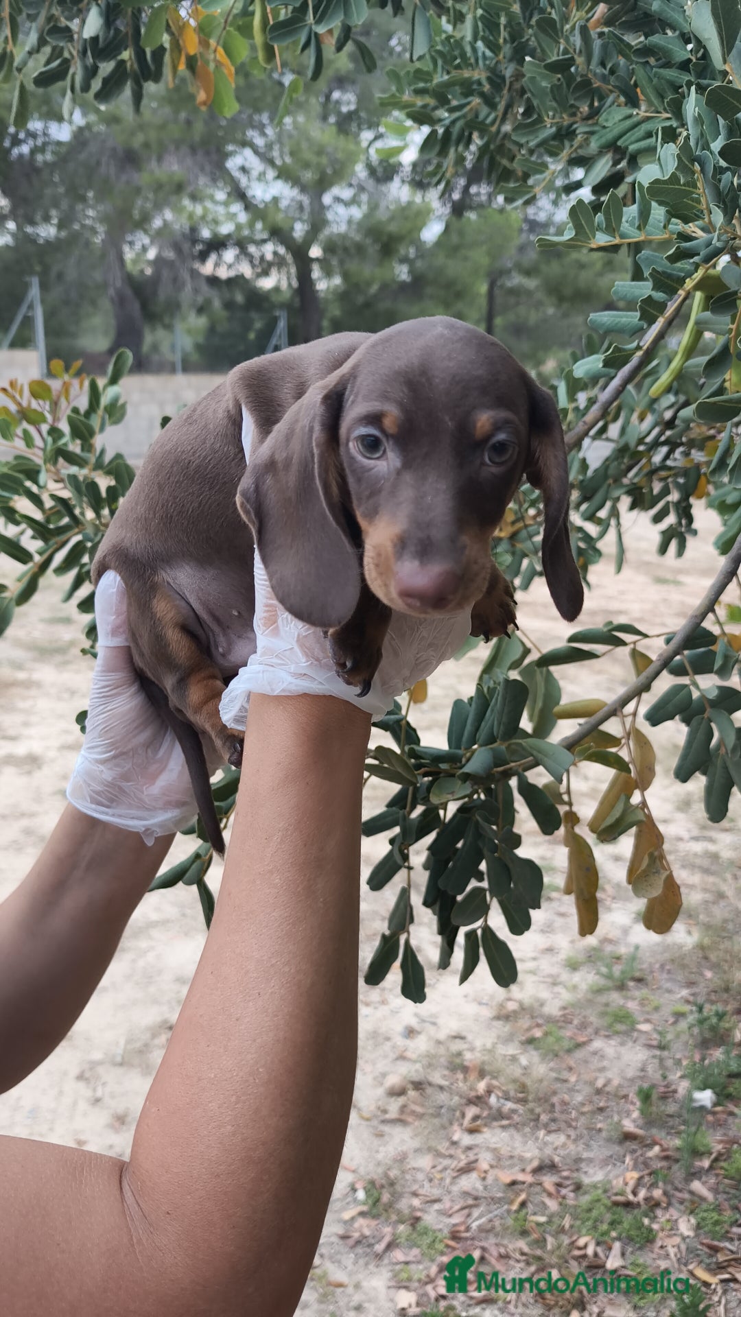 Teckel Miniatura perros en venta: Teckels  - Imagen 2