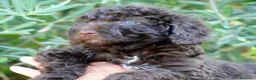 Perro de Agua Español perros en venta: CAMA DE PERRO DE AGUA ESPAÑOL  - Anuncio 27
