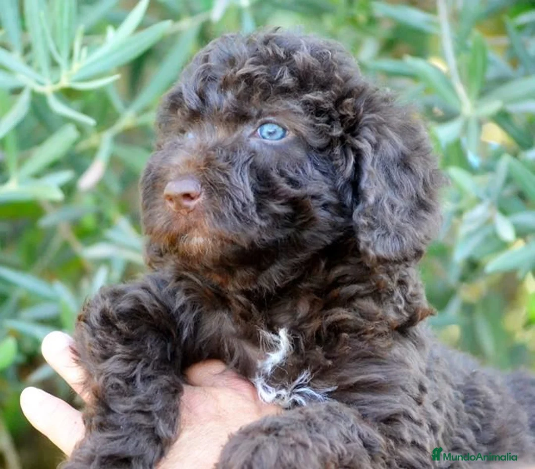 Perro de Agua Español perros en venta: CAMA DE PERRO DE AGUA ESPAÑOL  - Anuncio 27
