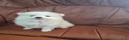 Pomerania perros en venta: Impresionante machito de pomerania  - Anuncio 4