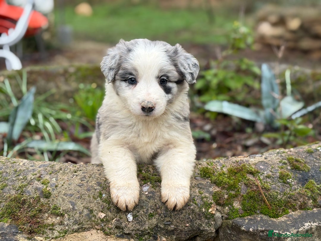 Border Collie perros en venta: 🐾 Preciosos Border Collie con pedigree 🐾 - Anuncio 3