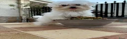 Bichón Maltés perros en venta: Bichon maltés toy - Anuncio 2