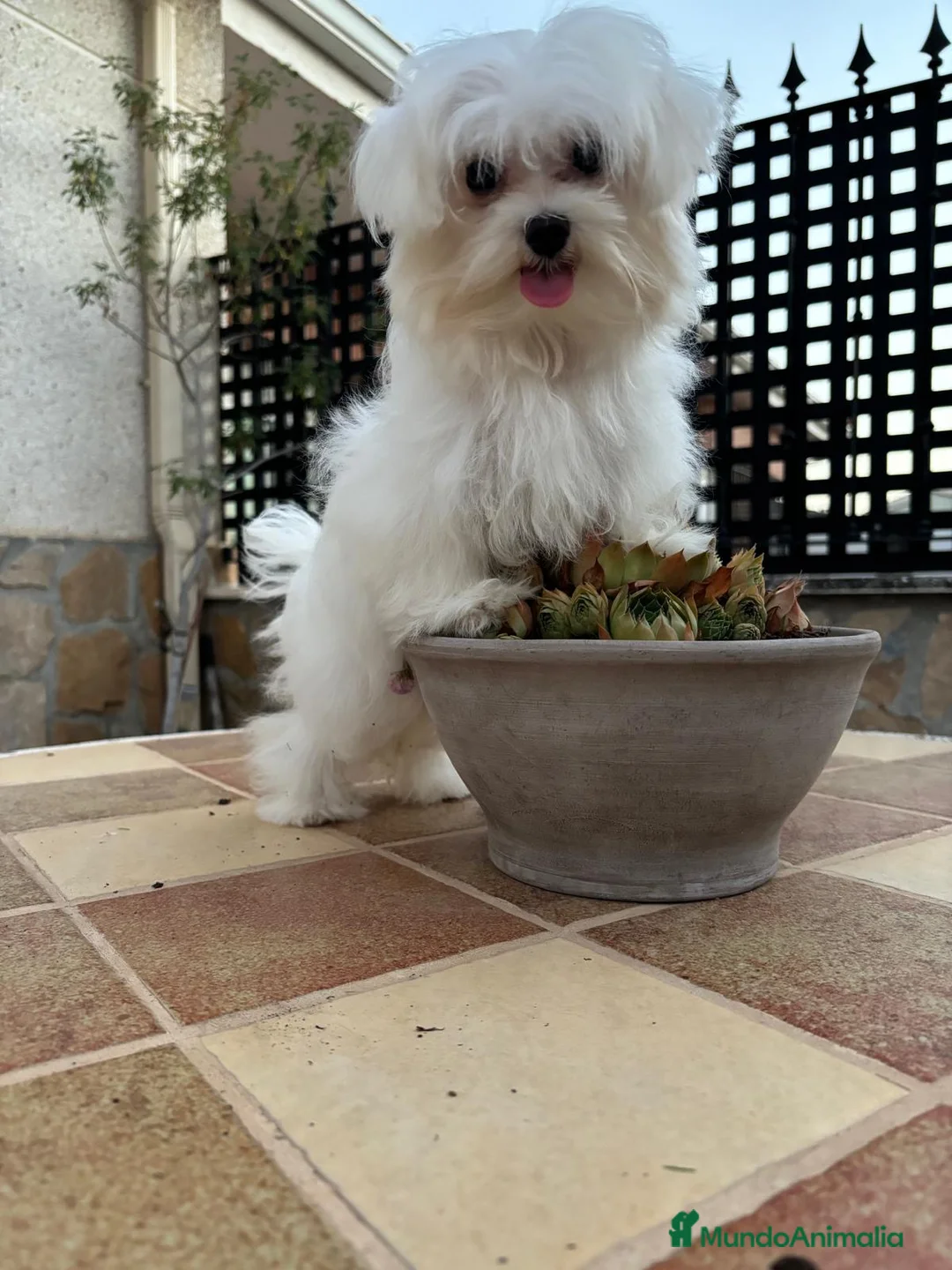Bichón Maltés perros en venta: Bichon maltés toy - Anuncio 2