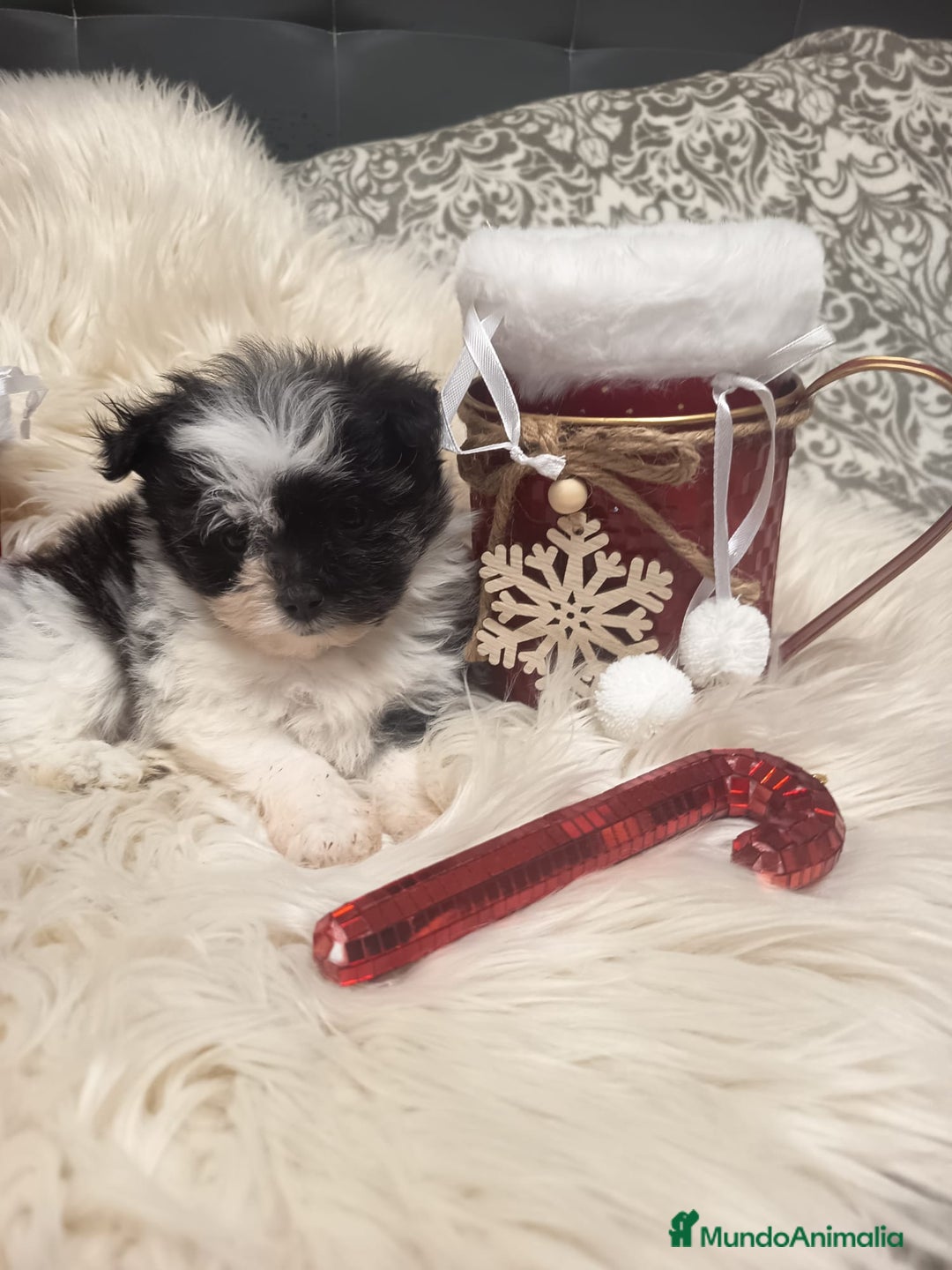 Bichón Habanero perros en venta: Bichón Habanero - Anuncio 4