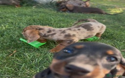 Teckel Miniatura perros en venta: TECKEL MINIATURAS - Imagen 7