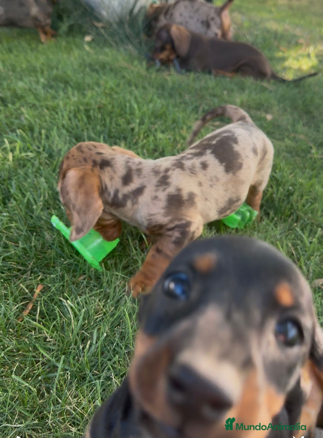 Teckel Miniatura perros en venta: TECKEL MINIATURAS - Imagen 7