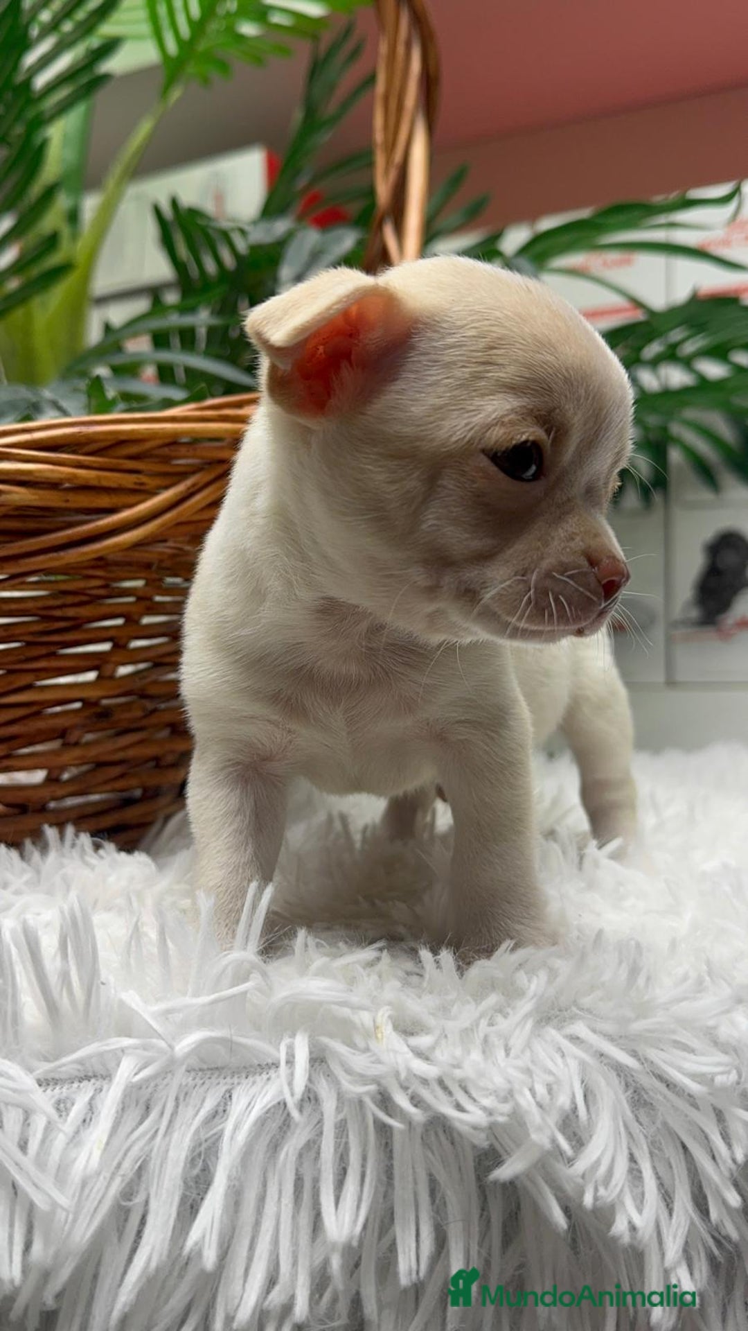 Chihuahua perros en venta: CHIHUAHUA MACHO - Anuncio 2