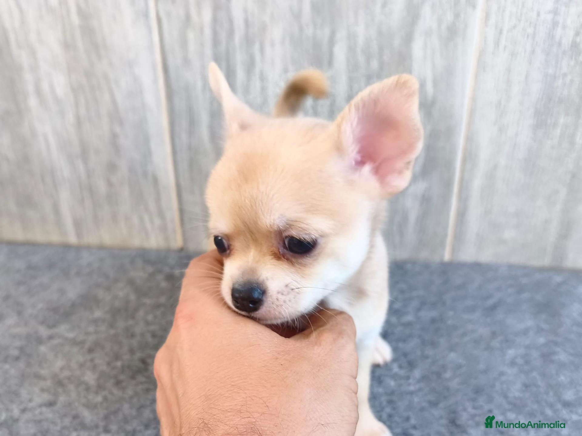 Chihuahua perros CHIHUAHUA HEMBRA PELO CORTO - Anuncio 4