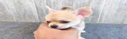Chihuahua perros en venta: CHIHUAHUA HEMBRA PELO CORTO - Anuncio 1