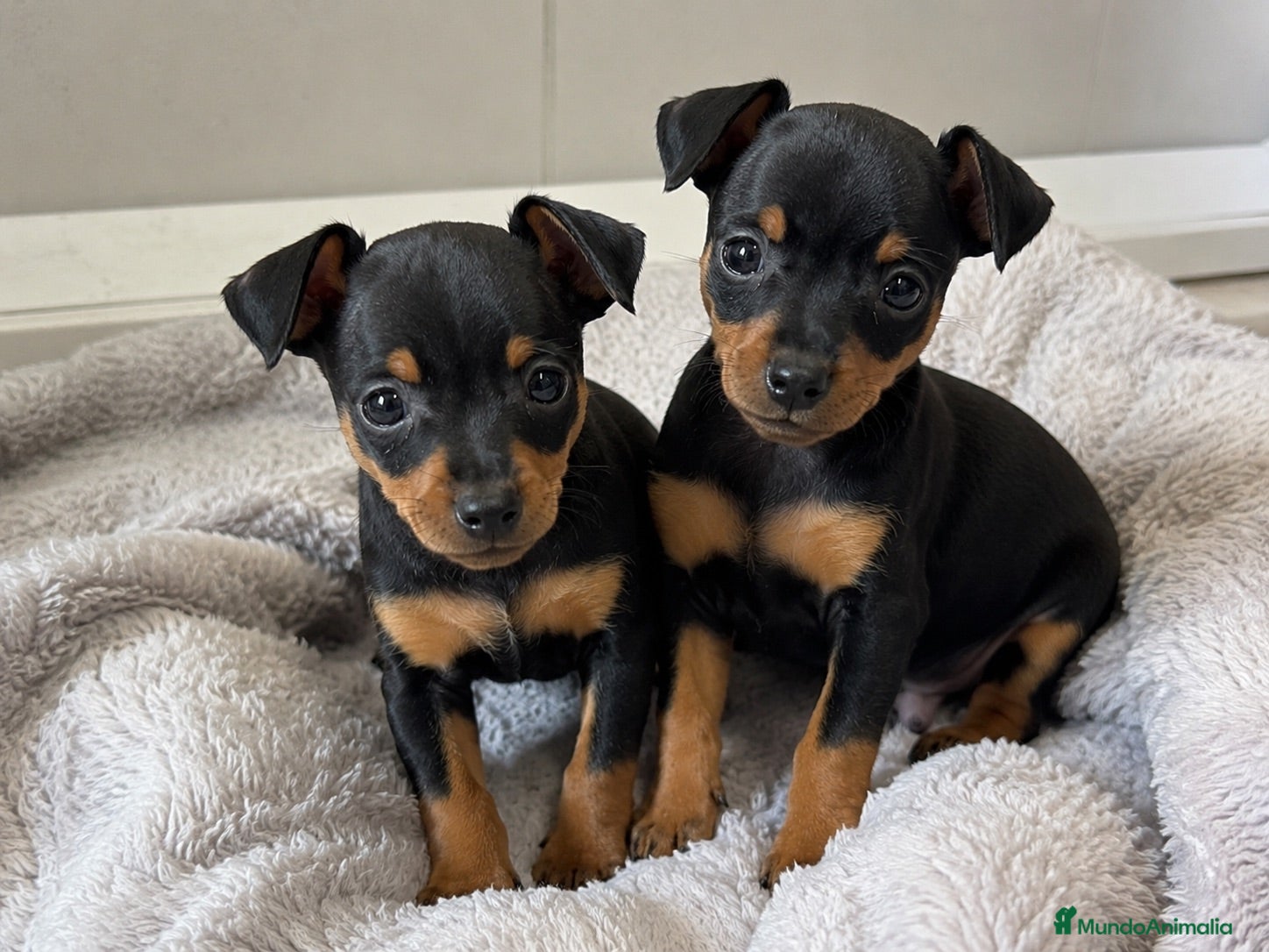 Pinscher Miniatura perros Último mini pinscher negro fuego🖤 - Anuncio 2