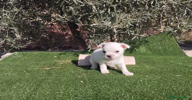 Chihuahua perros - Anuncio 10