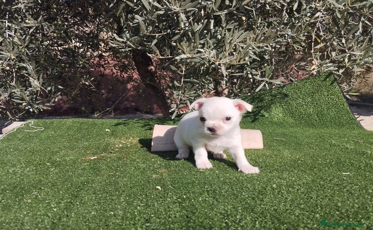 Chihuahua perros - Anuncio 3