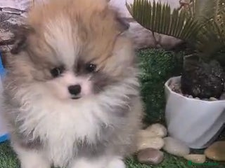 Pomerania perros en Granada - Anuncio 19