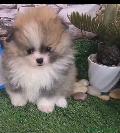 Pomerania perros en Granada - Anuncio 11