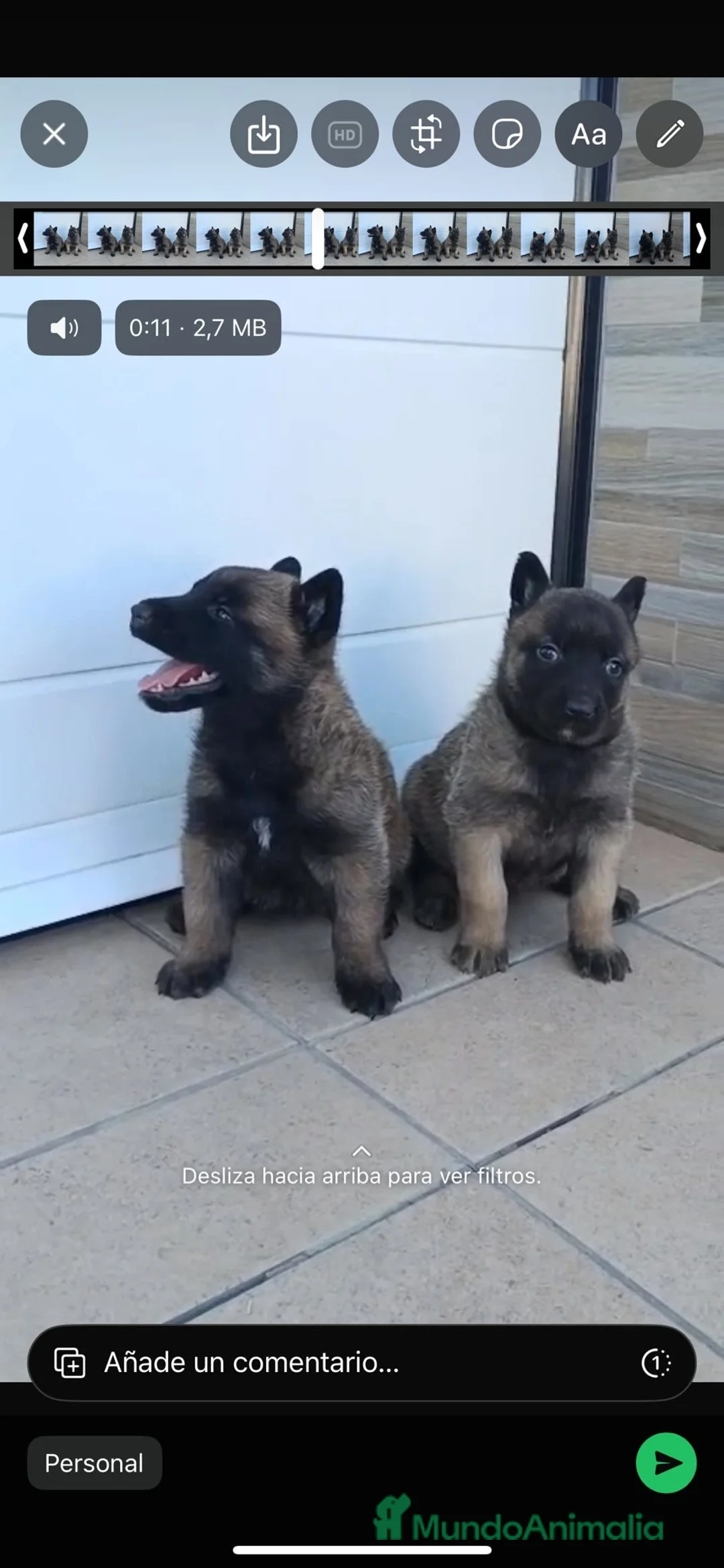 Pastor Belga Malinois perros en venta: Pastor belga  - Anuncio 10