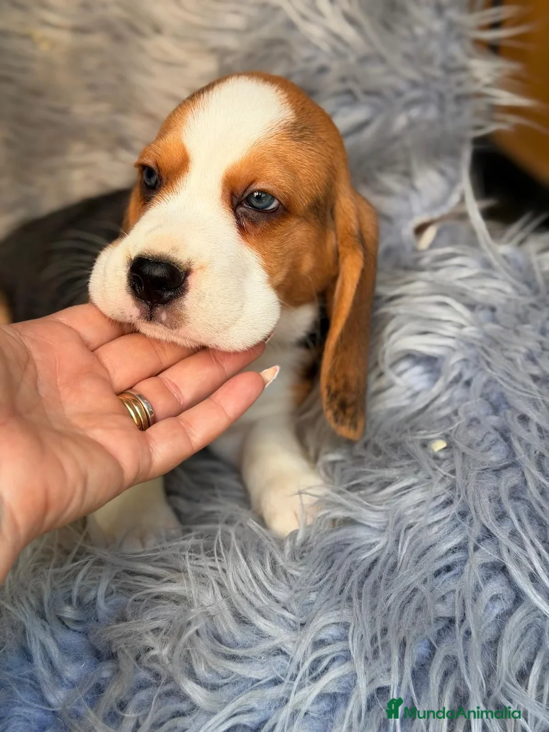 Beagle perros en venta: BEAGLE TRICOLOR  - Anuncio 9
