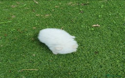 Pomerania perros en venta: Pomerania Blanco Nuclear MUY EXCLUSIVO - Imagen 5