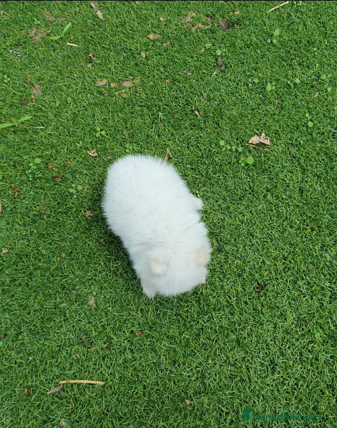 Pomerania perros en venta: Pomerania Blanco Nuclear MUY EXCLUSIVO - Imagen 5
