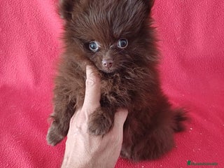 Pomerania perros - Anuncio 4