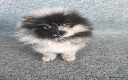 Pomerania perros en venta: POMERANIA MERLE - Anuncio 2
