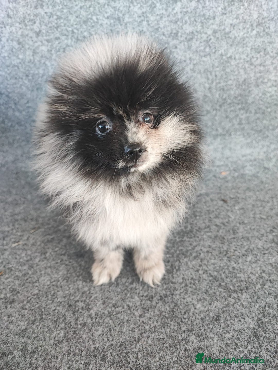 Pomerania perros en venta: POMERANIA MERLE - Anuncio 2