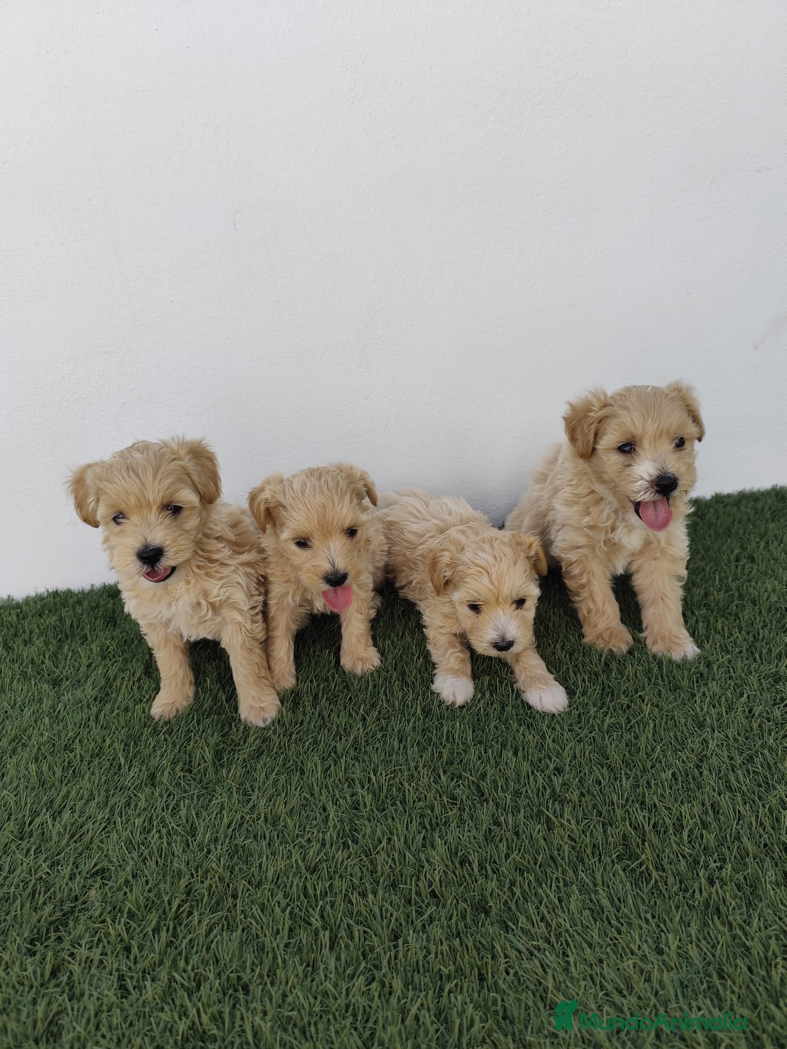 Maltipoo perros Maltipoo apricot hembra - Anuncio 5