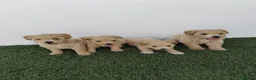 Maltipoo perros en venta: Maltipoo apricot hembra - Anuncio 1
