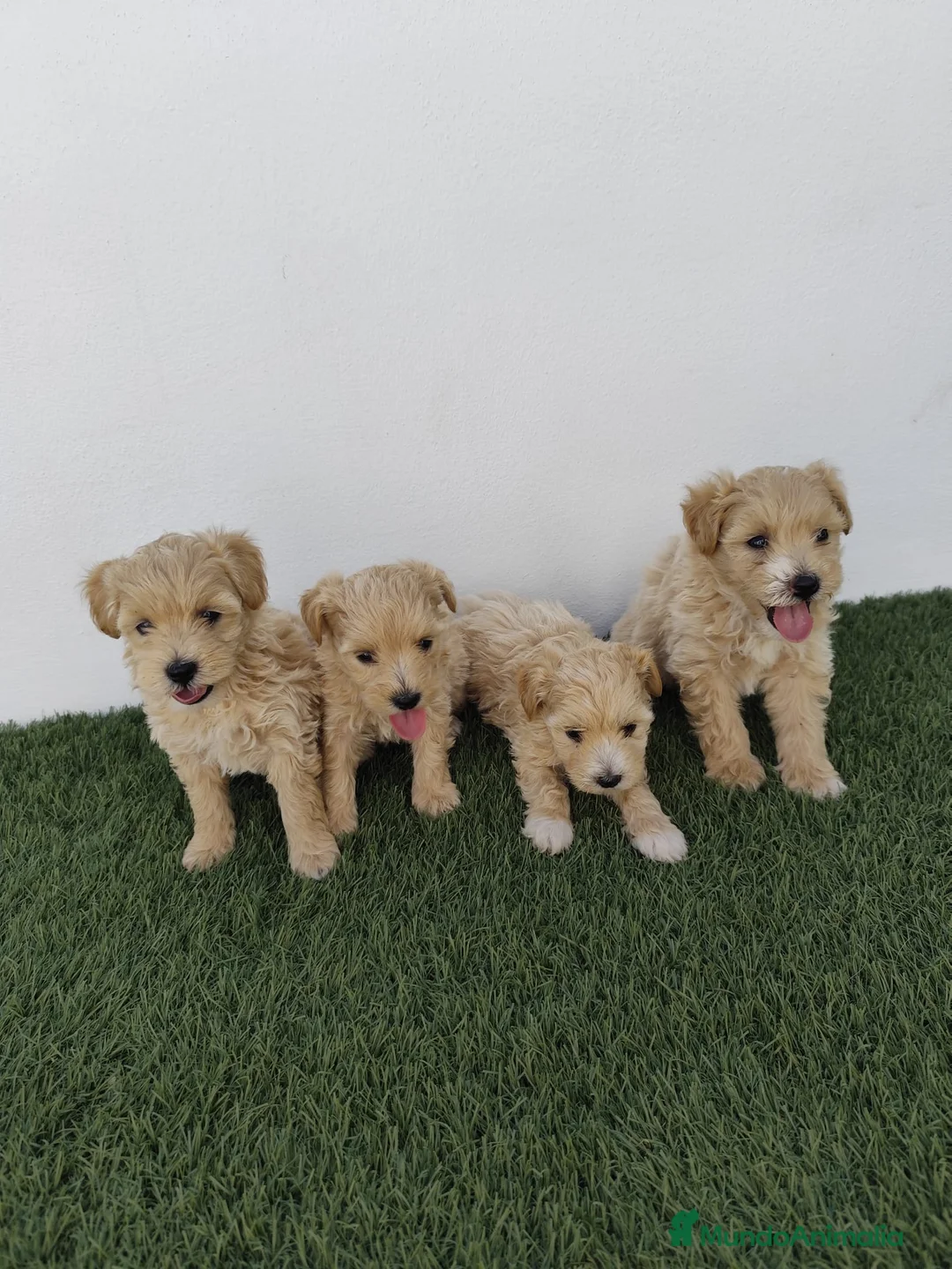 Maltipoo perros en venta: Maltipoo apricot hembra - Anuncio 1