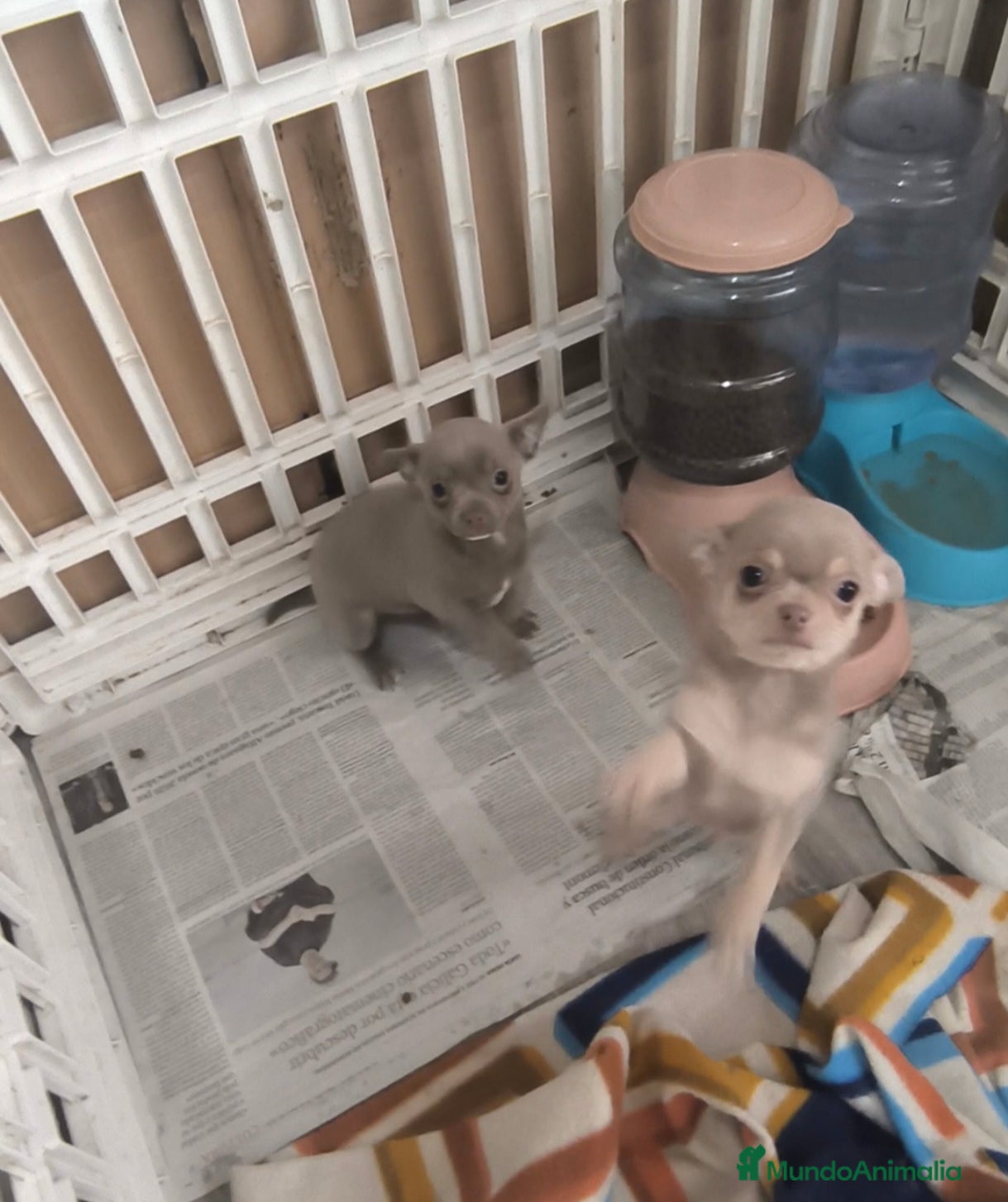 Chihuahua perros Chihuahua mini en Curtis la coruña - Anuncio 2