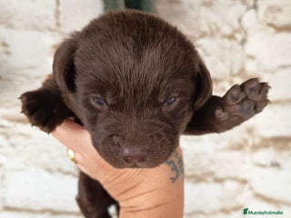 Labrador Retriever perros Labrador retriever - Anuncio 5