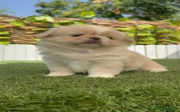 Pekinés perros en venta: PEKINES IMPERIAL HEMBRA 2 - Imagen 5
