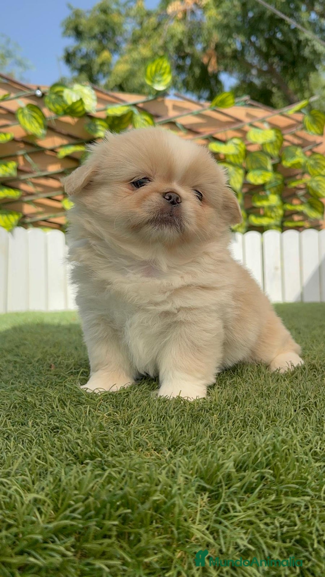 Pekinés perros en venta: PEKINES IMPERIAL HEMBRA 2 - Imagen 5
