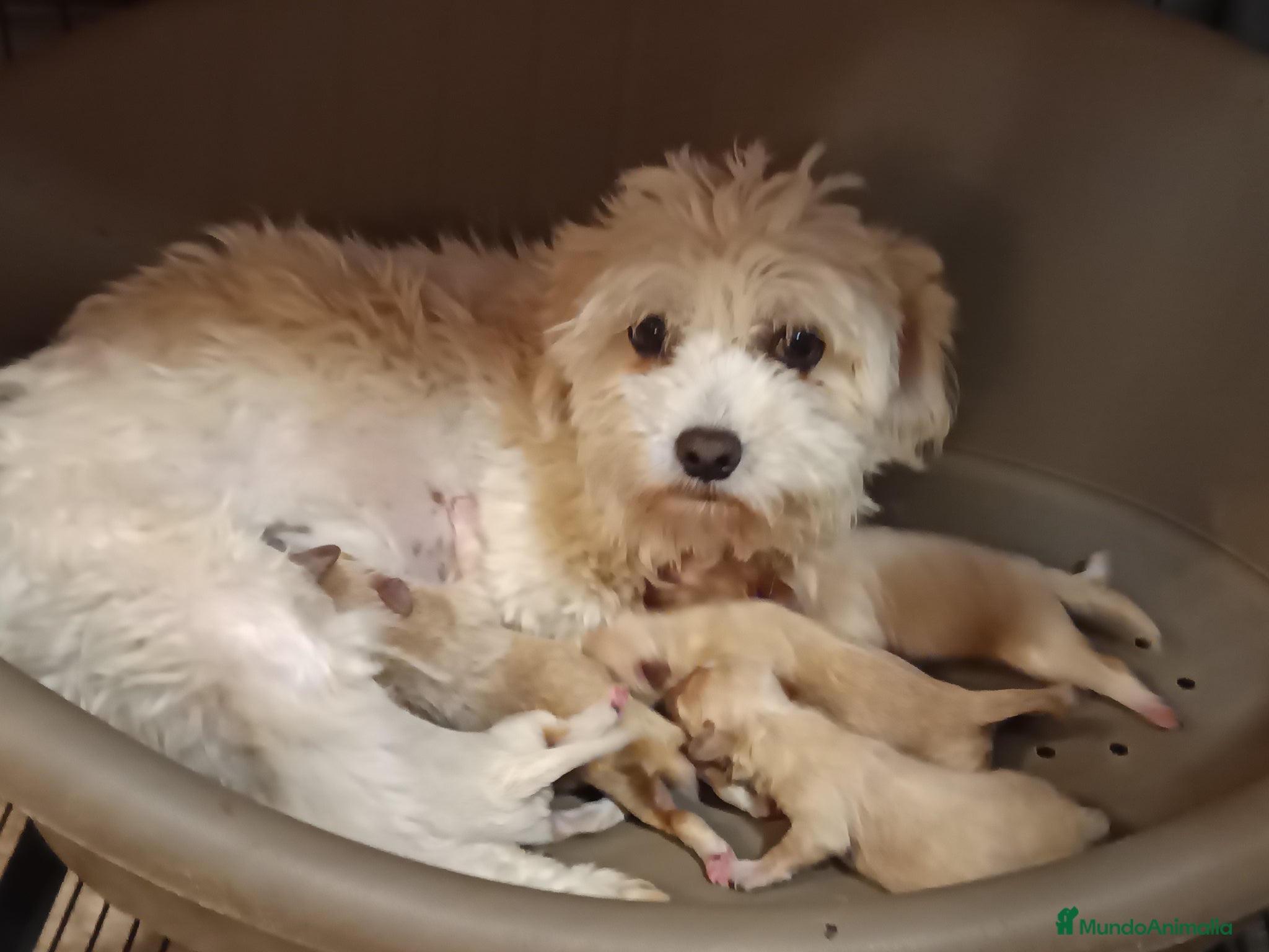 Maltipoo perros Maltipoo de excelente calidad  - Anuncio 2