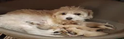 Maltipoo perros en venta: Maltipoo de excelente calidad  - Anuncio 2