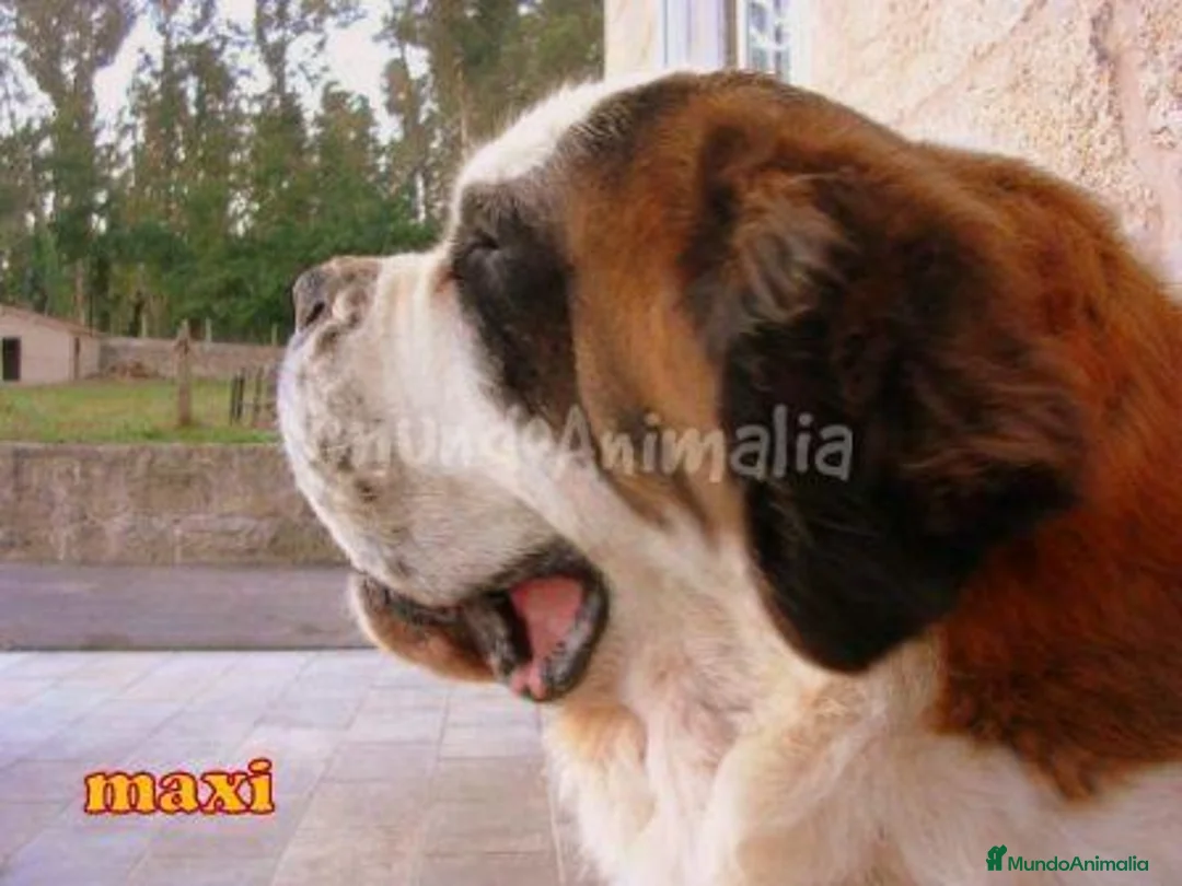 Imagen de galería {{count}}