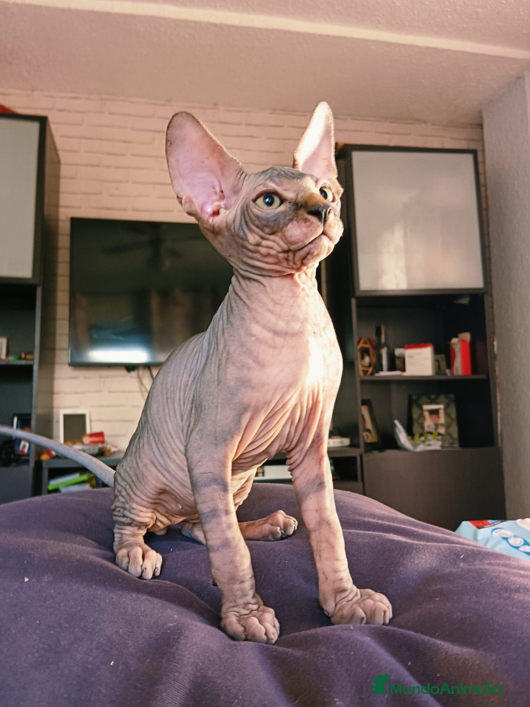 Sphynx gatos en venta: Sphynx Macho Blanco - Imagen 3