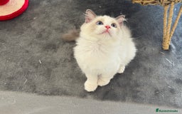 Ragdoll gatos en venta: Gatitos Ragdoll 19-05 - Imagen 2