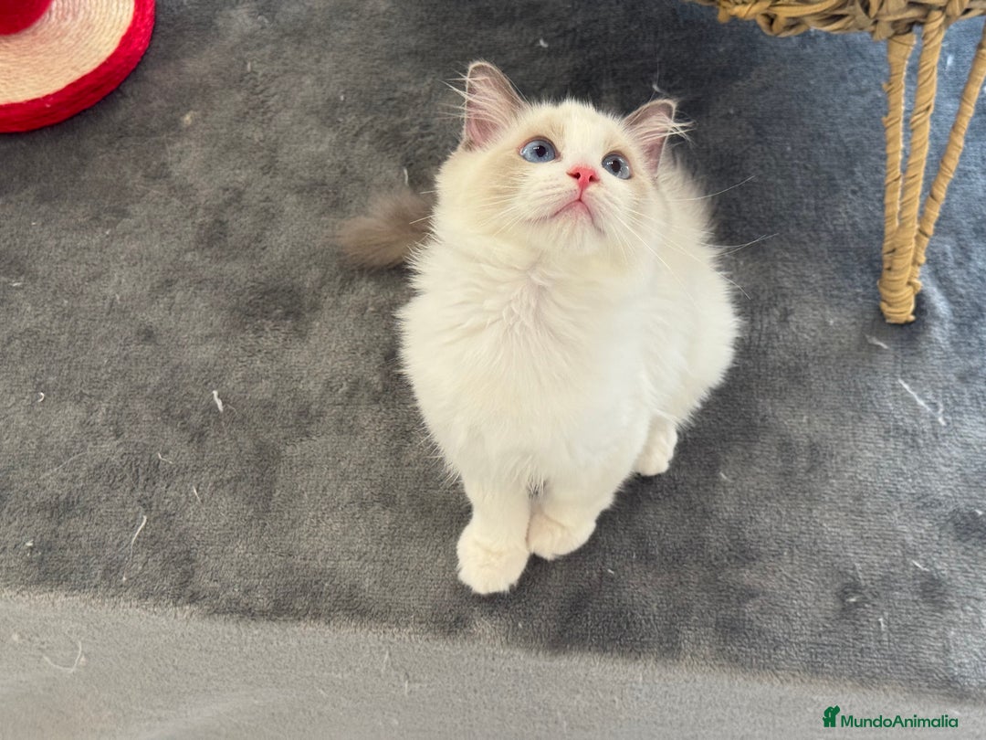 Ragdoll gatos en venta: Gatitos Ragdoll 19-05 - Imagen 2