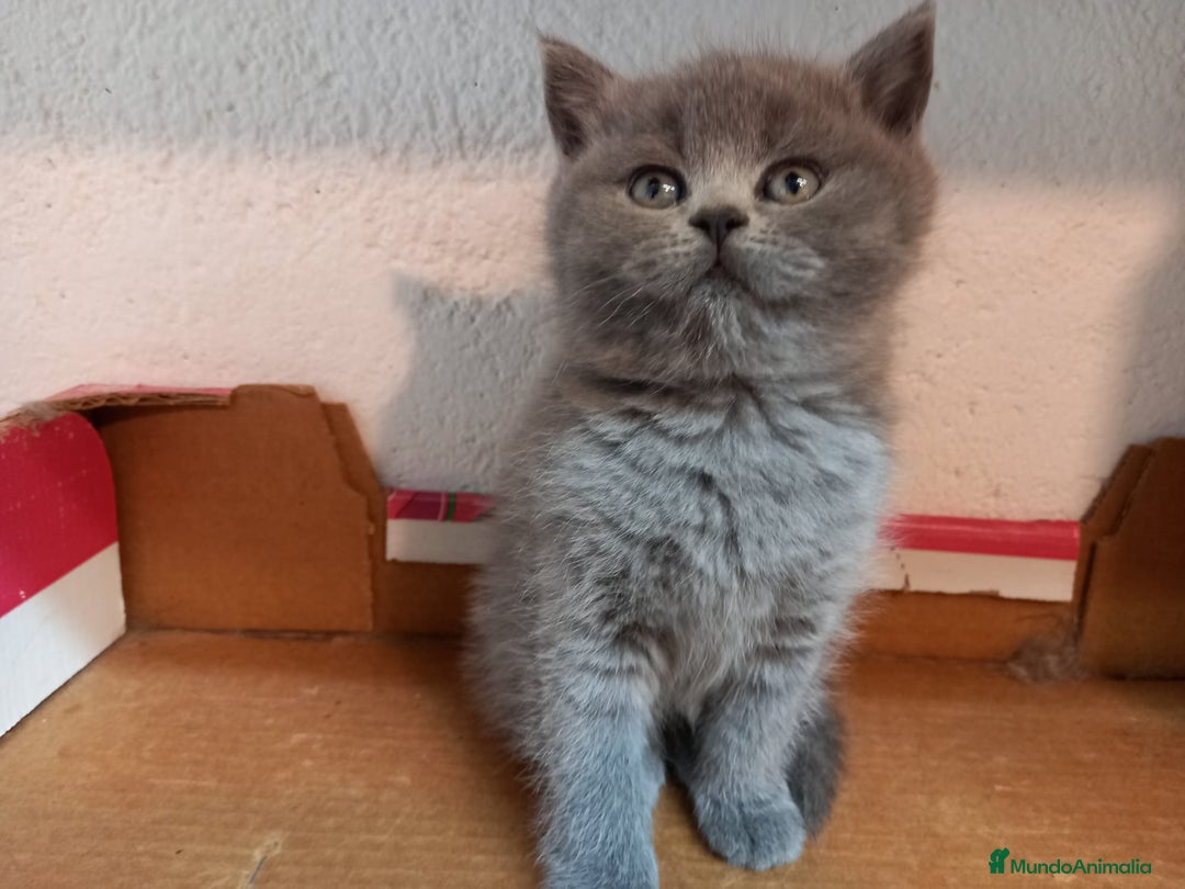 Británico de Pelo Corto gatos en venta: British shorthair  - Imagen 5