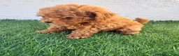 Caniche Toy perros en venta: Caniche toy - Anuncio 11