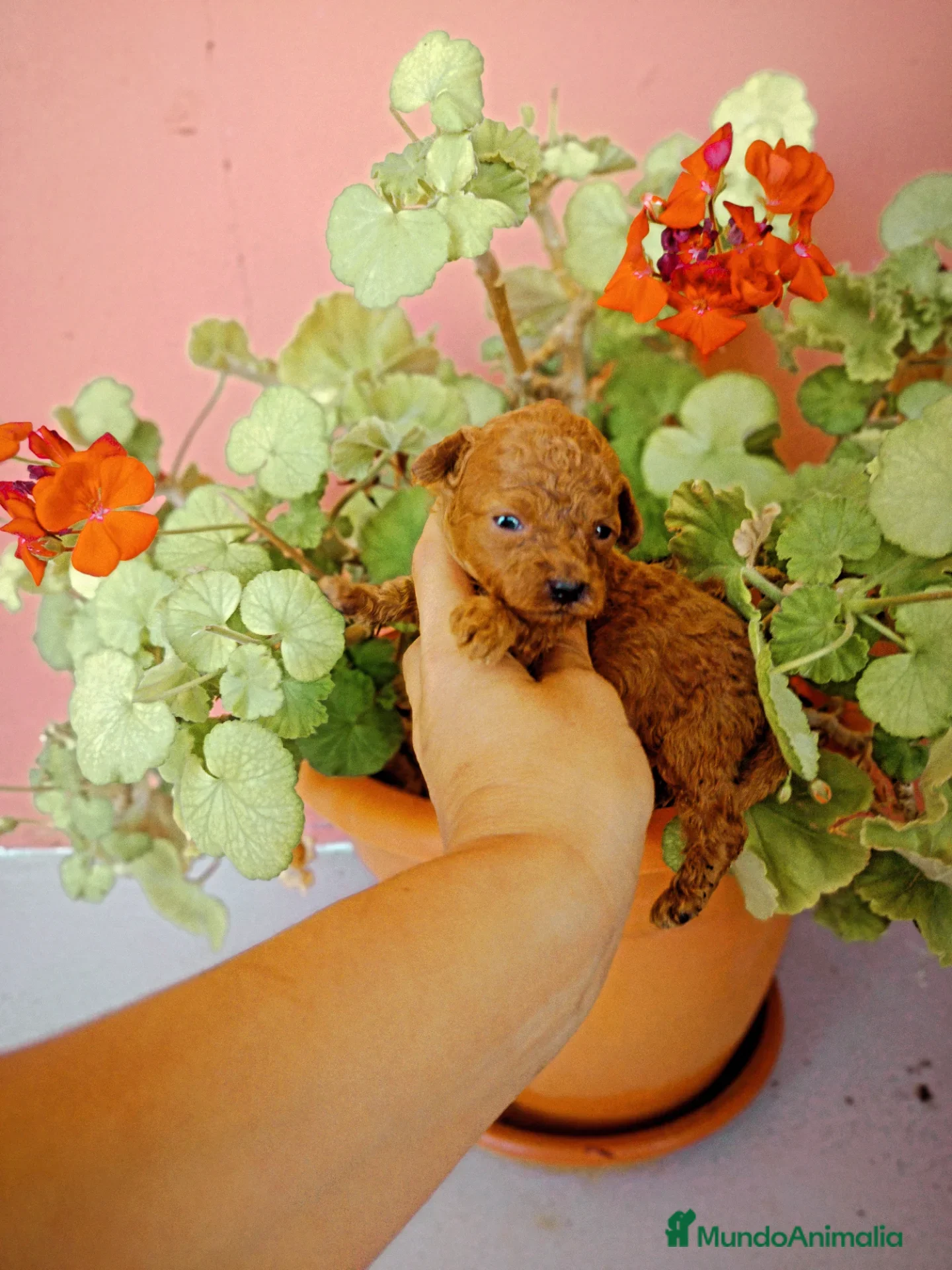 Caniche Toy perros Caniche toy - Anuncio 2