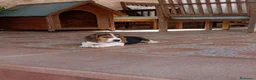 Beagle perros en venta: Beagles calidad/precio - Anuncio 2