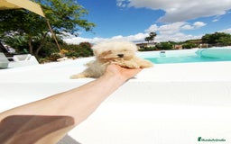 Bichón Maltés perros en venta: Bichón maltés toy  - Imagen 2