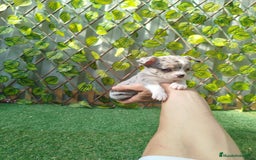 Chihuahua perros en venta: Chihuahua toy  - Anuncio 2