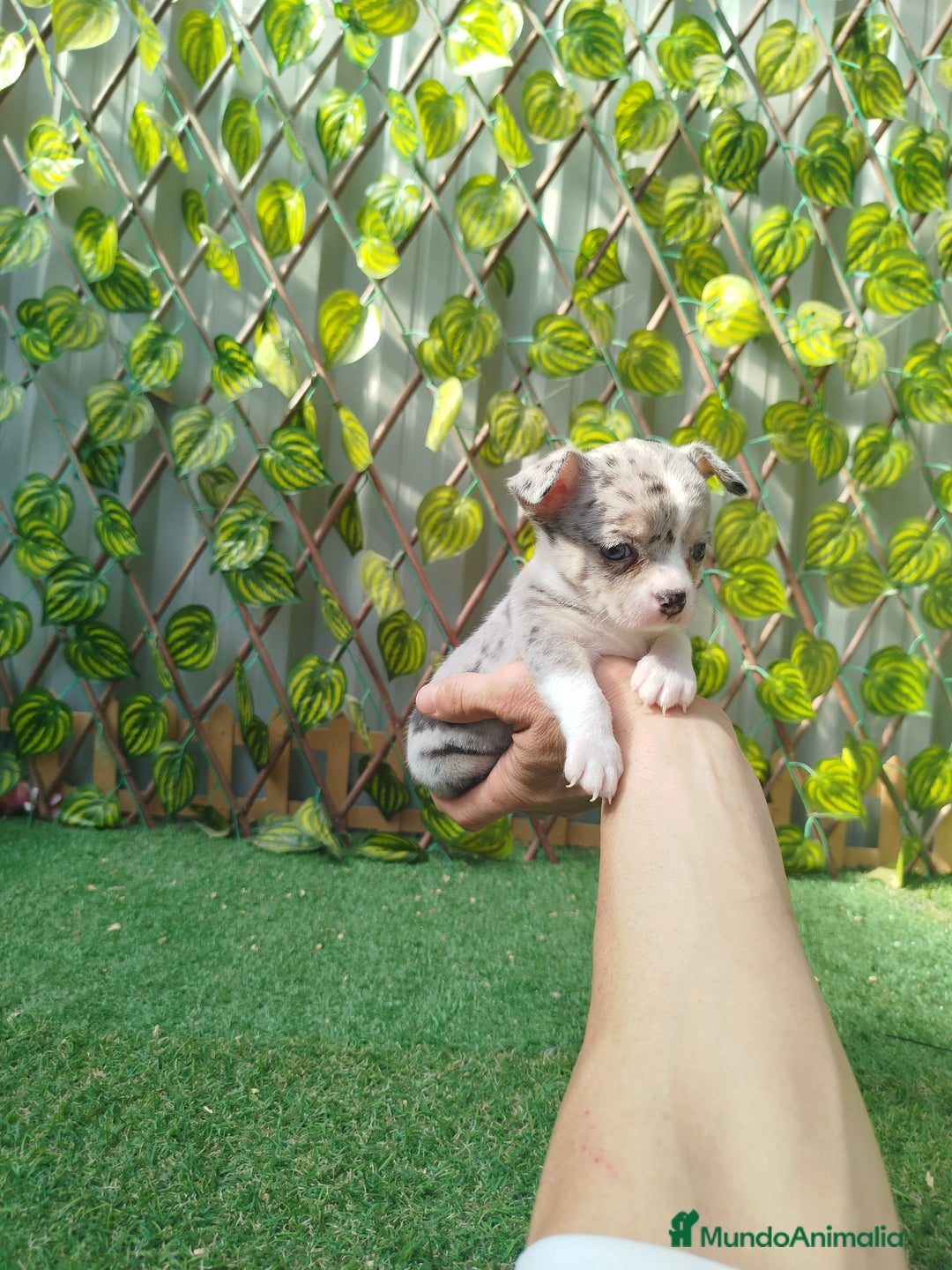 Chihuahua perros en venta: Chihuahua toy  - Anuncio 2