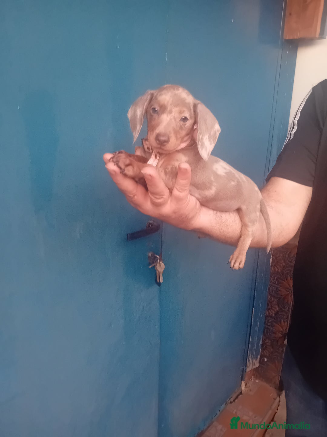 Teckel Miniatura perros en venta: hembritas cachorras de teckel  kaninchen  - Imagen 1